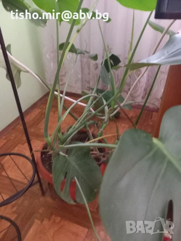 Филодендрон