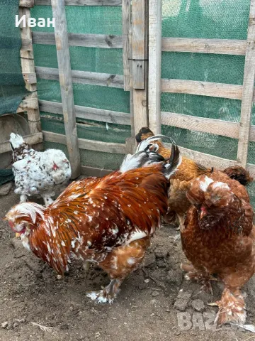 яйца от Струмски кокошки, снимка 6 - Кокошки и пуйки - 49817114
