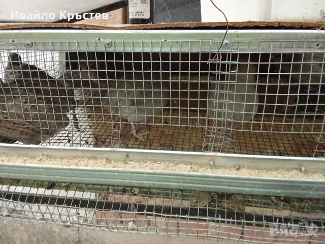  продавам пъдпъдъци с клетките, снимка 4 - други­ - 55842886