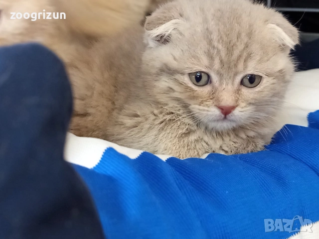 Шотландски клепоухи котенца, снимка 8 - Британска късокосместа - 53632007