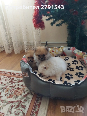 померан померанче , снимка 2 - Померан - 52874971