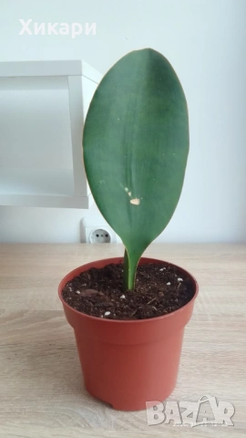 Sansevieria Masoniana - Whale fin ( Сансевиера Китова перка ), снимка 2 - Стайни растения - 51888121
