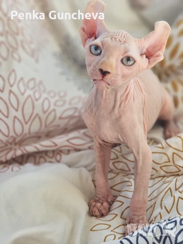 Канадски Сфинкс, снимка 9 - Сфинксове - 51349169