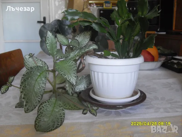 Продавам цвете "ЕПИСЦИЯ" и "КОЛЕДЕН КАКТУС", снимка 2 - Стайни растения - 48914931