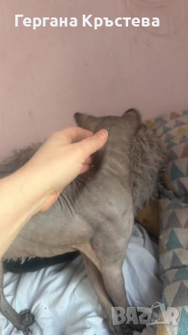 Канадски Сфинкс , снимка 4 - Сфинксове - 52597578