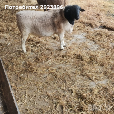 Дорпер, снимка 3 - Овце - 53556514