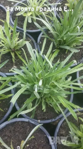 Еделвайс , снимка 5 - Градински цветя и растения - 49491251