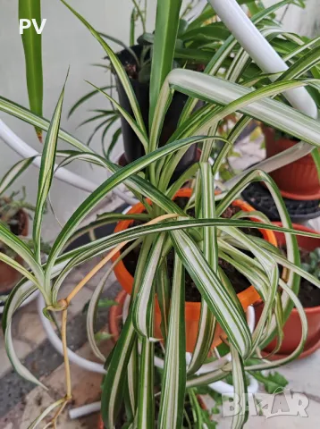 Кактуси и сукулентни, снимка 11 - Стайни растения - 48911588