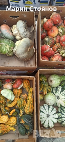 Тикви за декорация, снимка 3 - Градински цветя и растения - 52455847