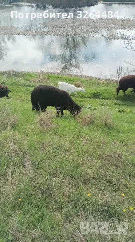 Продавам агнета МЧШ, снимка 1