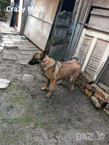 Белгийска овчарка женска