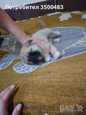 4 момичета и 1 момче Пекинези, снимка 8 - Пекинез - 52584455