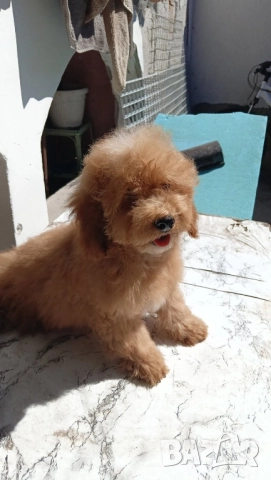 Малтипу Maltipooo, снимка 9 - Други - 51501320