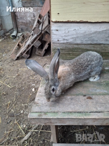 Продавам эайци , снимка 8 - Други животни - 53771954