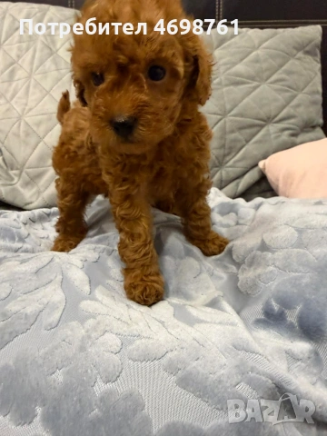 Той пудел//Пудел той, снимка 7 - Пудели - 53564195