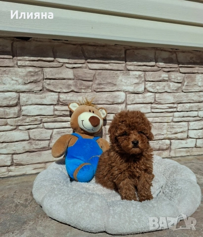 Пудел той момче, снимка 4 - Пудели - 53747944