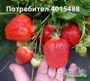 Prodavam korencheta celogodishni qgodi 2 sorta Albion i Elsinor, снимка 10 - Разсади - 44673227