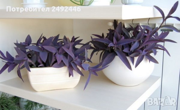 Традесканцията 