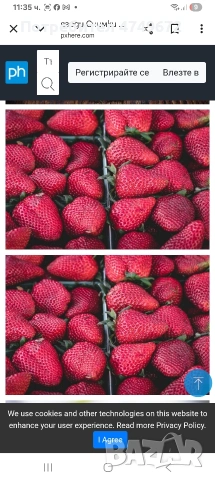 внимани предлагаме расад само эа ценители, снимка 2 - Градински цветя и растения - 53657449