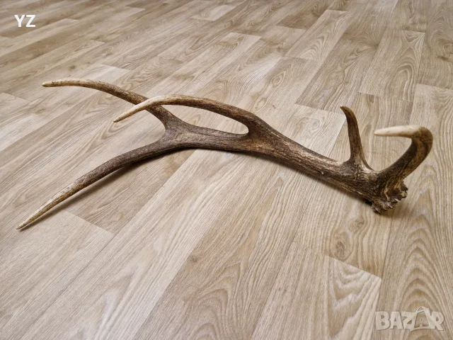 рог от елен         . , снимка 3 - Други - 50779306