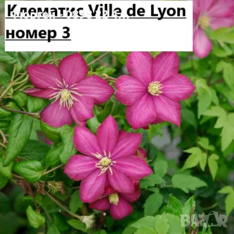 Клематис налични 28 вида, снимка 3 - Разсади - 48740865