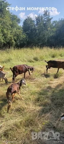 Продавам кози с много Англо-нубийска кръв 