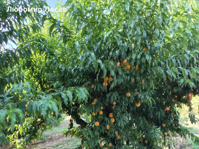 Овощна градина-праскови, снимка 6 - Земеделска земя - 55752653