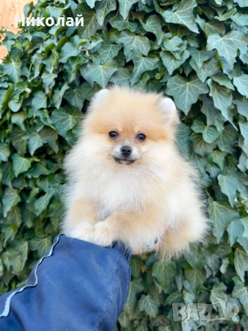 Померан мини момче със втора ваксина, снимка 5 - Померан - 53824469