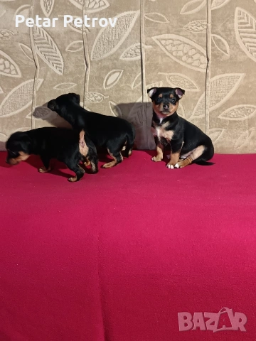 Пинчер мини , снимка 12 - Пинчер - 53690500