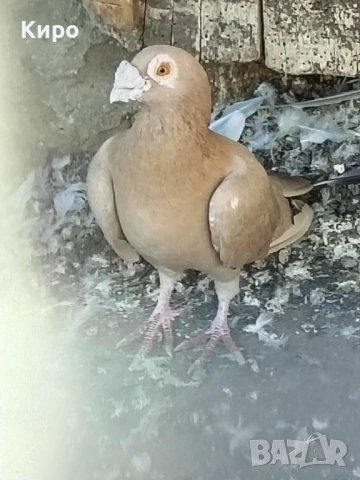 Гълъби Пощи