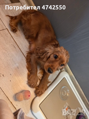 Кученца за трюфел, снимка 10 - Кокер шпаньол - 53535610