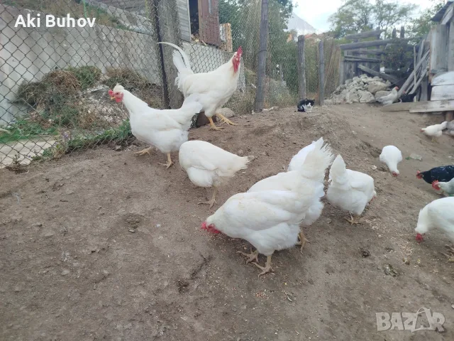 Сини яйца от бял Легбар , снимка 8 - Кокошки и пуйки - 56330419