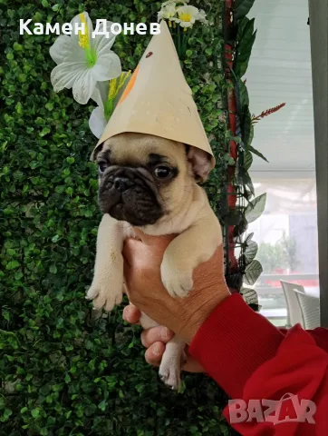 Френски булдог french bulldog , снимка 6 - Френски булдог - 56271586