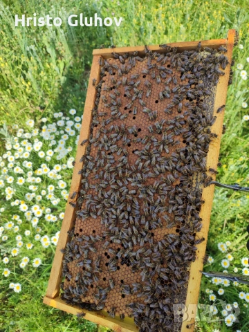 Пчелни отводки 2026, снимка 4 - За пчели - 53471368