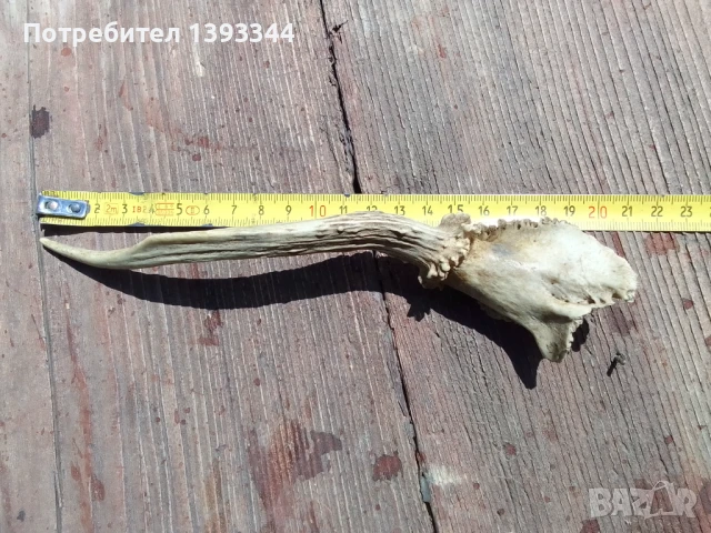 Рог от сръндак, снимка 6 - Декорация за дома - 50444861
