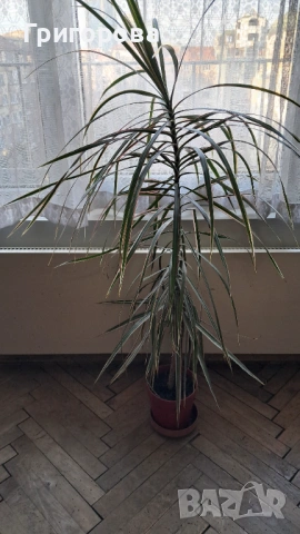 Продавам дарцена