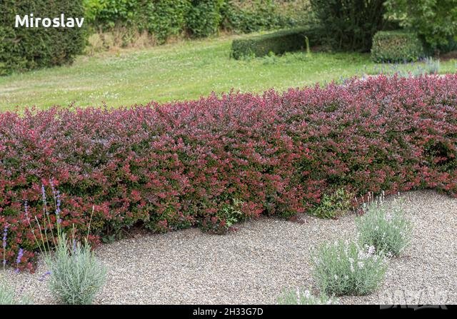 Японски Берберис (нана), снимка 6 - Градински цветя и растения - 42199474