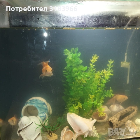 голям аквариум с рибки оборудван 50 х 40 х 24, снимка 2 - Аквариуми - 53830698