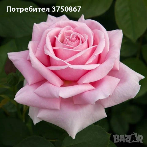 🌹 РОЗА 🌹 FREDERIC MISTRAL® Meitebros, снимка 2 - Градински цветя и растения - 53793066