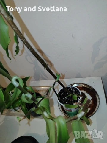 Ароматна Кализия (Calisia Fragrans) - стайно цвете с широко приложение в народната медицина , снимка 6 - Стайни растения - 53489071