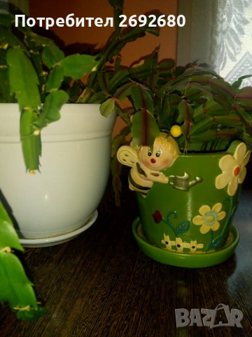 Коледничета в големи керамични саксии , снимка 3 - Стайни растения - 47385426