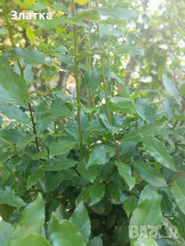 Сушени Дафинови листа Пресен дафинов лист Лавър Дафина Розмарин - листа и семена, снимка 2 - Градински цветя и растения - 41506915