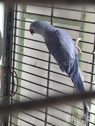 Продавам малки Александри, снимка 8 - Папагали - 53274482