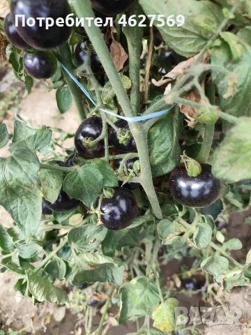 Продавам домашни градински домати , снимка 7 - Домашни продукти - 55804930