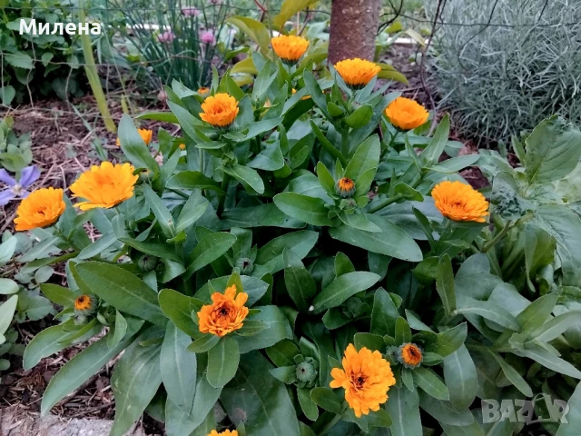 Семена за едногодишни цветя , снимка 12 - Сортови семена и луковици - 51341019