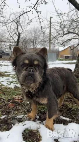 мъжки флуфита за разплод ( френски булдог)., снимка 9 - Френски булдог - 48804880