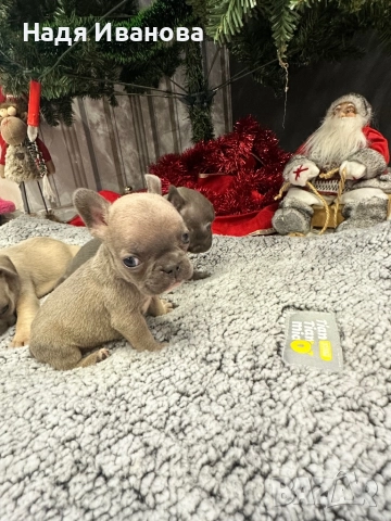 Френски белдочета, снимка 2 - Френски булдог - 52796420