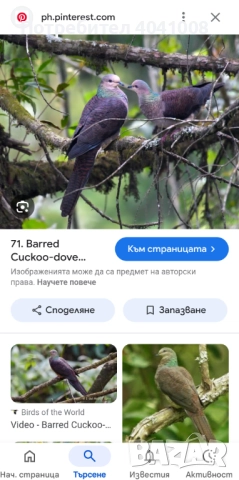 Продавам Егзотични гълъби , снимка 6 - Гълъби - 52808966