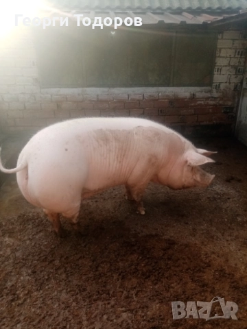 Свиня майка, снимка 2 - Прасета - 52775031