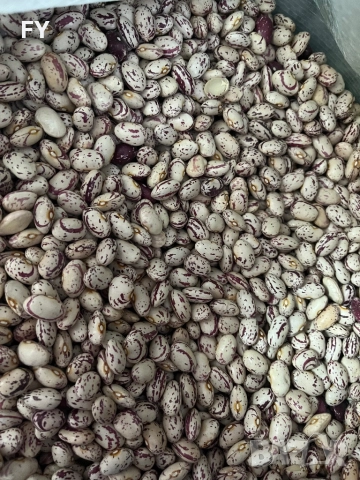 Родопски Шарен Боб !, снимка 7 - Домашни продукти - 49485660